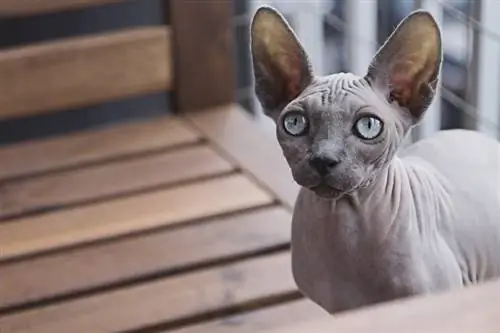 القط sphynx