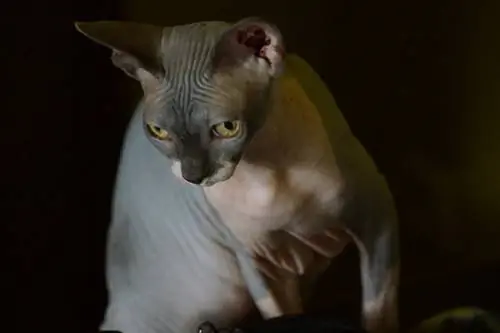 Sphynx-Katze zweifarbig