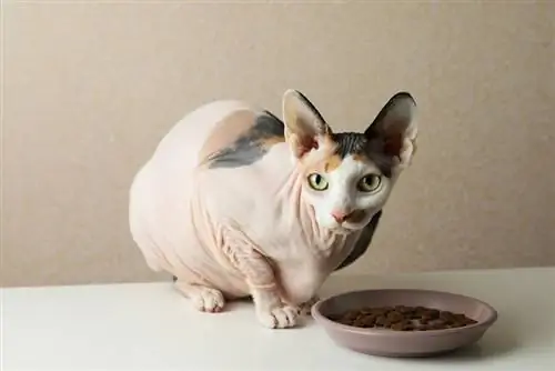 gato calico sphynx