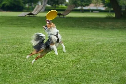 Toy Australian Shepherd spielt mit einem Frisby