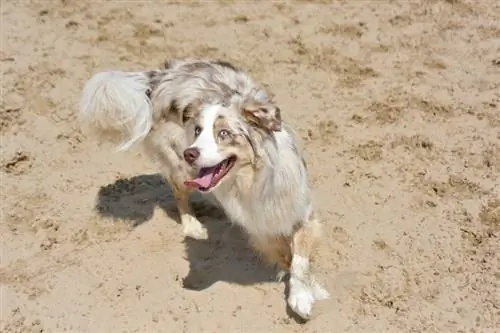 Australischer Schäferhund spielt auf Sand