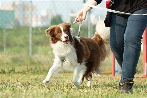 Ein australischer Schäferhund läuft auf einer grünen Wiese in einer Hundezone