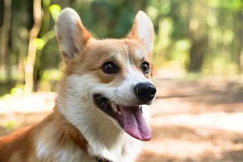 När står Corgi-öronen upp? Står alla Corgi-öron upp?