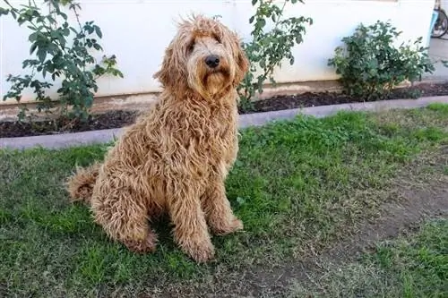 Labradoodle, ki sedi na travi