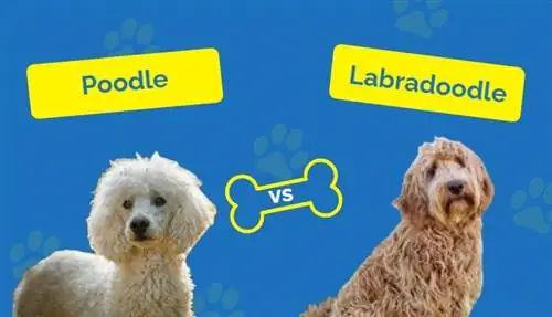 Poodle vs Labradoodle: Ang Mga Pagkakaiba (May Mga Larawan)