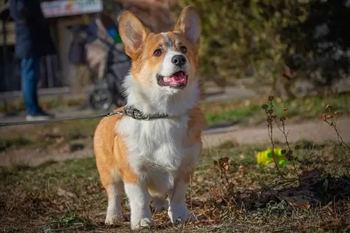 Pembroke Welsh Corgi hauv lub tiaj ua si