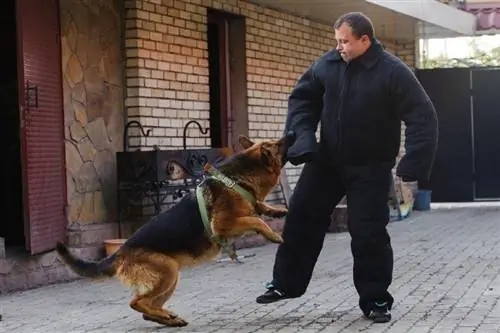 schæferhund biter på trening