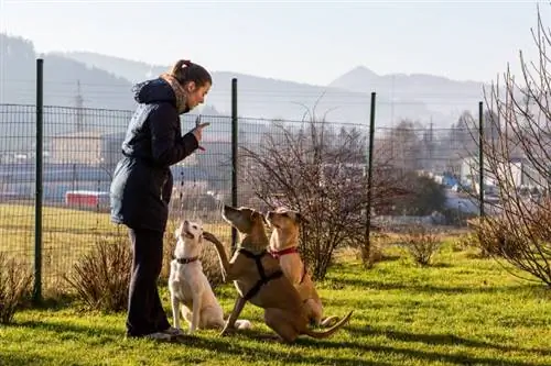 žena koja podučava pse vani