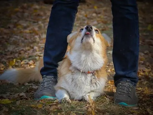 Welsh corgi pembroke kijkt naar zijn baasje