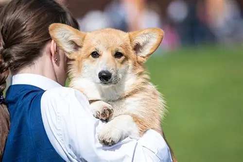 Ib tug hluas nkauj tuav tus menyuam dev Pembroke Welsh corgi hauv nws txhais tes