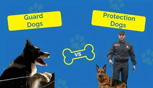 Guard vs Protection Dogs: 12 Βασικές Διαφορές, Πλεονεκτήματα & Μειονεκτήματα