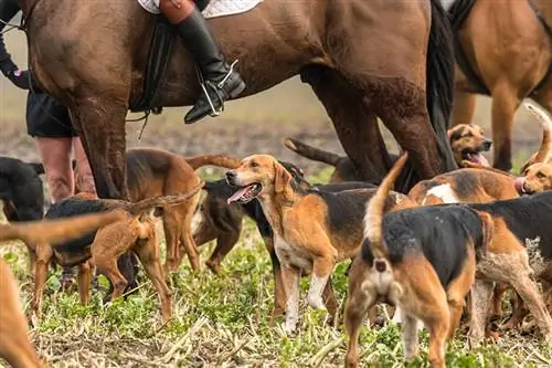 Tradičný lov na líšku so psami Kerry Beagle