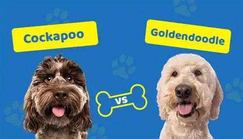 Cockapoo vs Goldendoodle: les diferències (amb imatges)