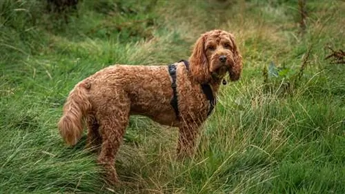 chien cockapoo rouge debout attentivement dans un champ