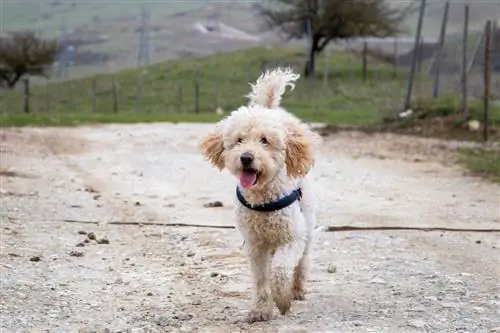 goldendoodle a szabadban