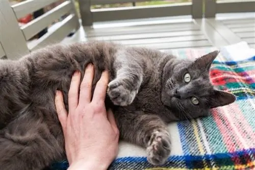 pancia del proprietario del gatto che strofina il suo gatto blu di Russia