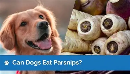 Bolehkah Anjing Makan Parsnip? Fakta Disemak Vet & Soalan Lazim