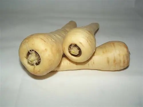 Parsnips