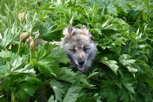 Velho cão de trenó em arbustos verdes