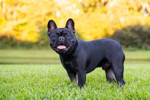 Schwarze französische Bulldogge steht auf dem Gras