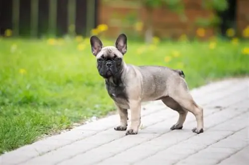 Sable Franse Bulldog staat op de oprit