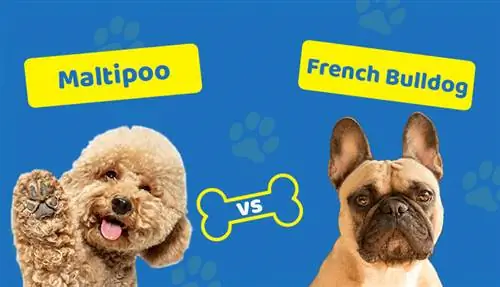 M altipoo vs French Bulldog: The Differences (Med bilder)