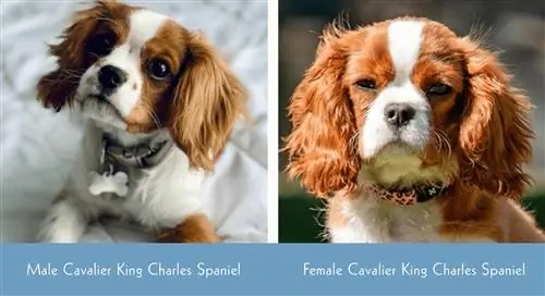 mann vs kvinnelig cavalier king charles