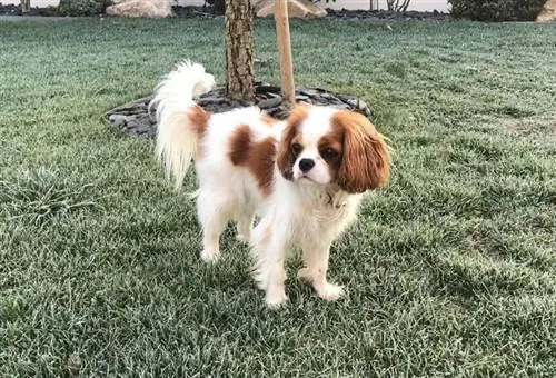 Cavalier King Charles spániel