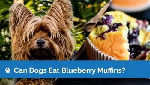 Maaari bang Kumain ang Mga Aso ng Blueberry Muffins? Mga Panganib sa Kalusugan & Mga FAQ (Nasuri ang Vet)