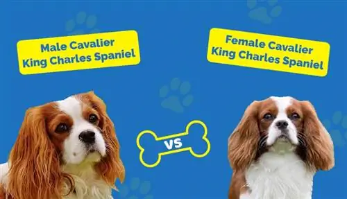 Kavalier King Charles Spaniel Mashkull vs Femër: Si janë ata të ndryshëm?