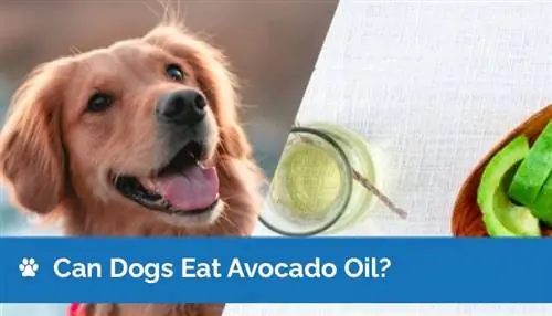 ¿Pueden los perros comer aceite de aguacate? Datos revisados por veterinarios & Preguntas frecuentes