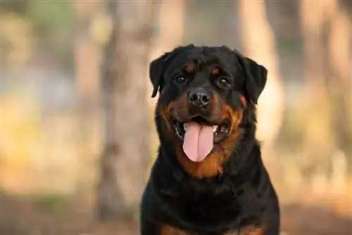 rottweiler với tounge ra