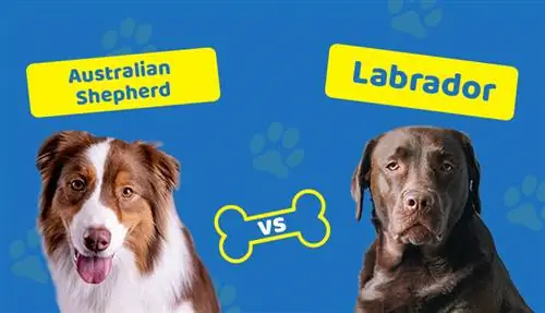 Mchungaji wa Australia dhidi ya Labrador: Tofauti (Pamoja na Picha)