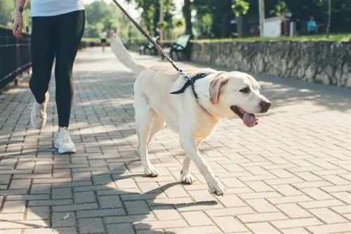 seekor labrador berjalan bersama pemiliknya di taman