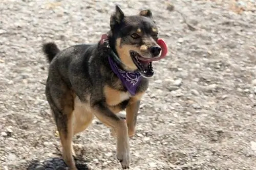 Rottsky avec bandana courant dehors