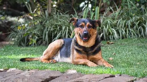 saksalainen rottie