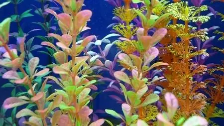 Mimea 7 Bora ya Aquarium Nyekundu mnamo 2023 - Maoni & Mwongozo wa Mnunuzi