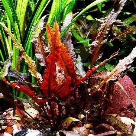 2. Cryptocoryne Wendtii met rode wortels