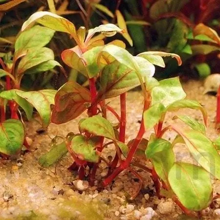 6. Alternanthera Bettzickiana Red Bunch