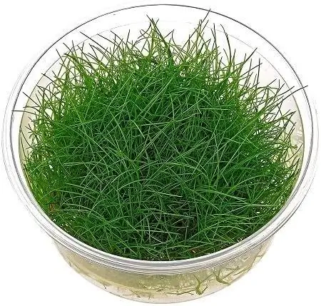 3Dwarf Hairgrass