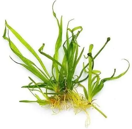 8Helanthium tenellum