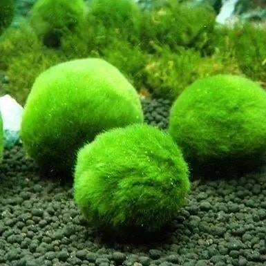 Marimo Moss Pob