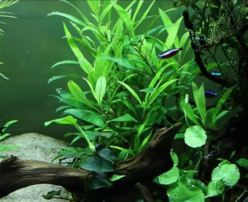 Hygrophila Corymbosa Siamensis