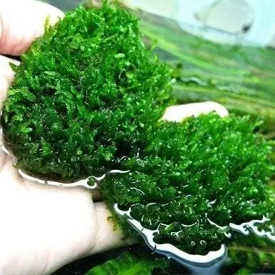 ነበልባል Moss