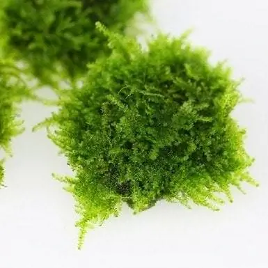 Java Moss