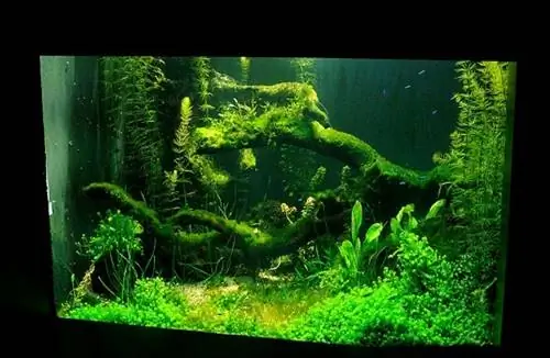 10 Pinakamahusay na Low-Light Aquarium Plants para sa Mga Nagsisimula – Mga Review & Mga Nangungunang Pinili 2023