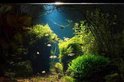 Bepflanztes tropisches Süßwasseraquarium bei schwachem Licht_nektofadeev_shutterstock