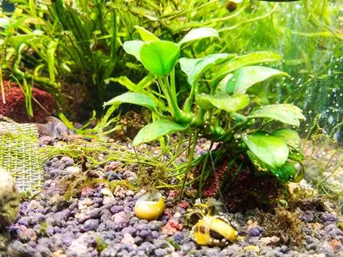 Anubias Nana Petite im Tank