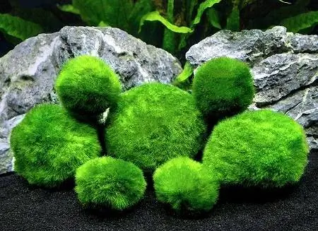 Marimo machové gule