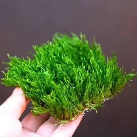 ነበልባል Moss ፓድ